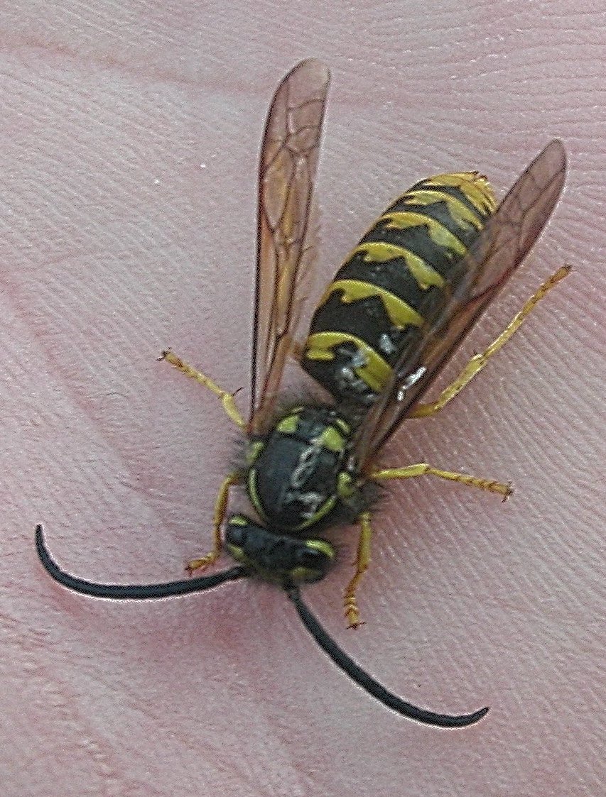 Maschio di Vespula germanica